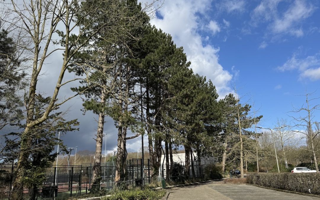 Bomen tennisvereniging Bennebroek_SBEZK