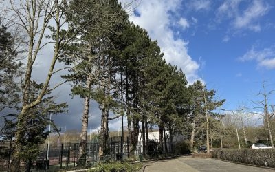 Goed nieuws: bomen bij de tennisvereniging te Bennebroek gered!