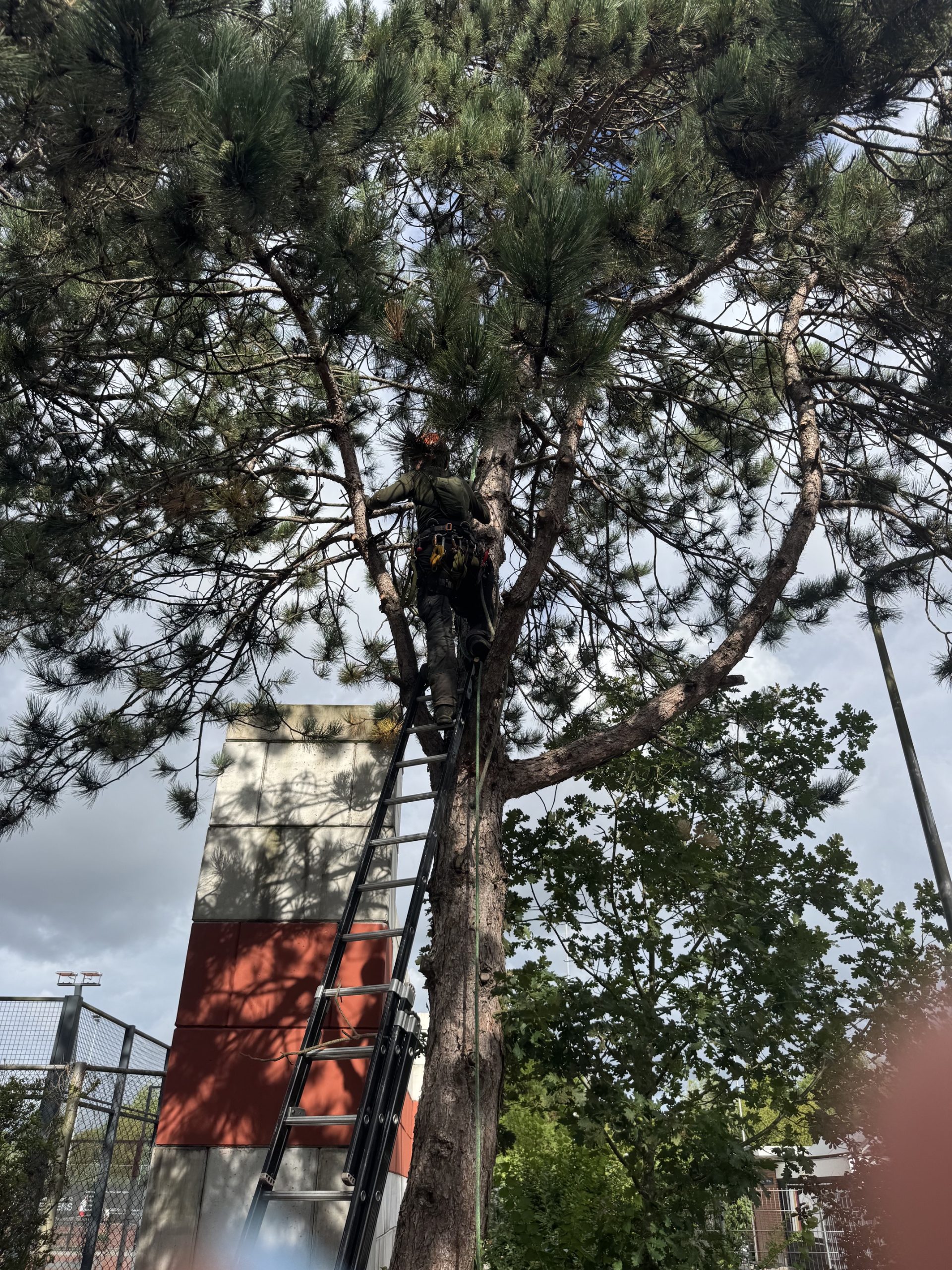 behoud bomen tennisvereniging